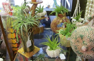 Air Plants