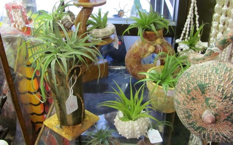 Air Plants