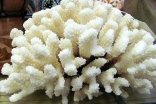 White Corals