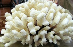 White Corals