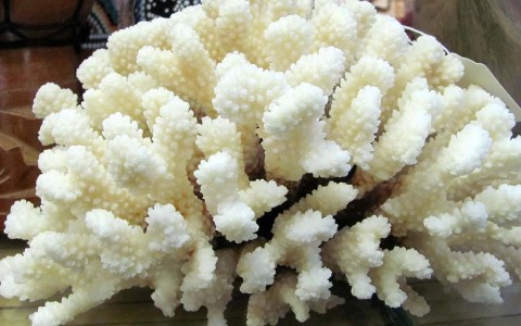 White Corals